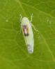Zyginella pulchra